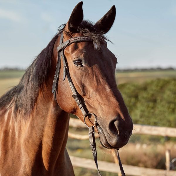 beautiful-brown-horse-close-up-muzzle-cute-look-mane-background-running-field-corral-trees-horses-are-wonderful-animals
