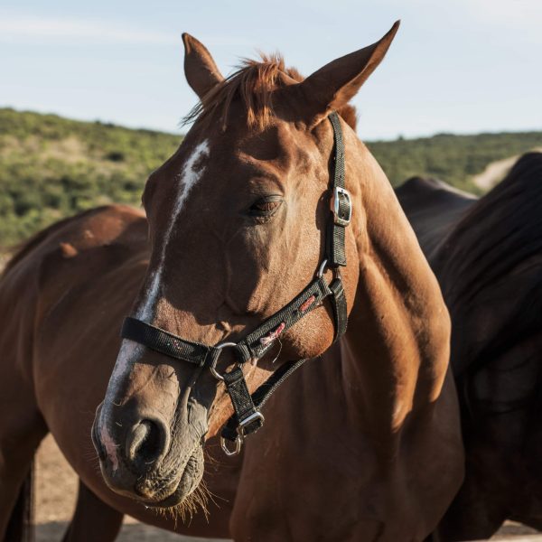 beautiful-horses-standing-farm