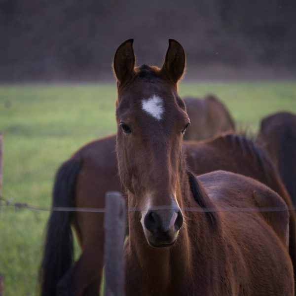 closeup-face-beautiful-peruvian-horse-farm